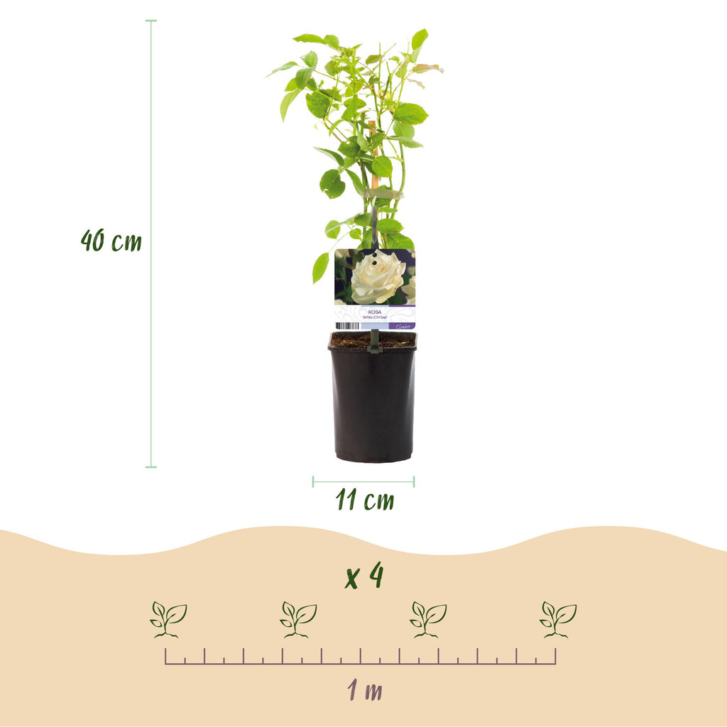 Rosa White Climber, groene bladeren
