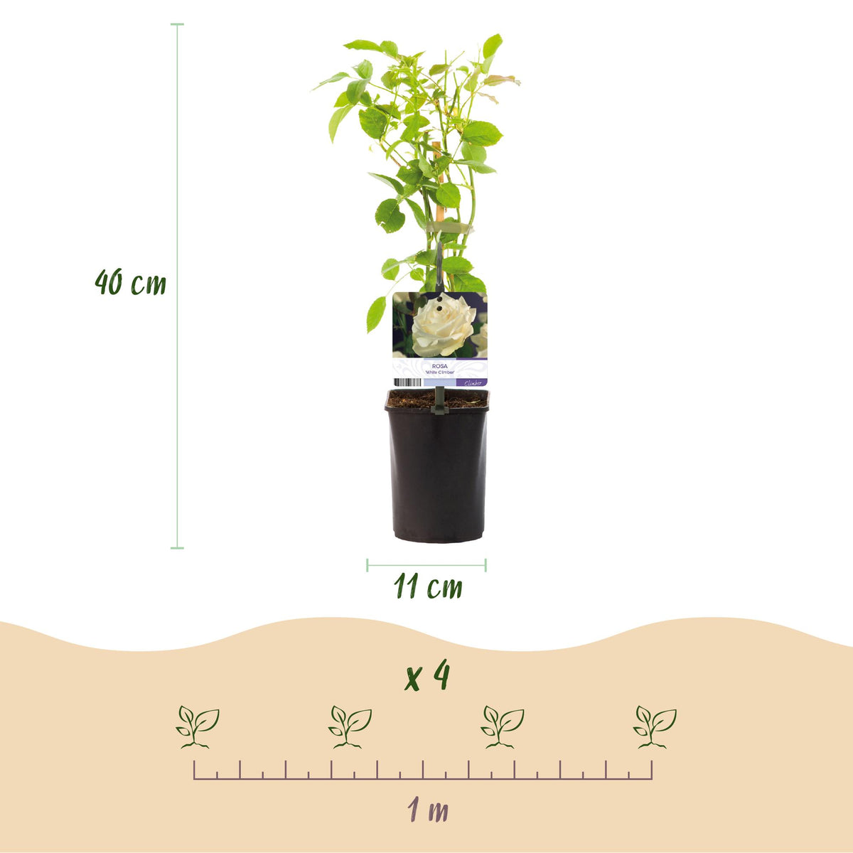 Rosa White Climber, groene bladeren