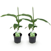Bananenplant Musa Basjoo, 30 cm hoog