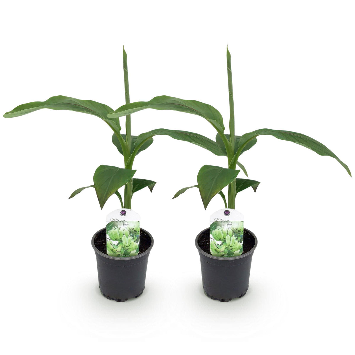 Bananenplant Musa Basjoo, 30 cm hoog, detail van het blad