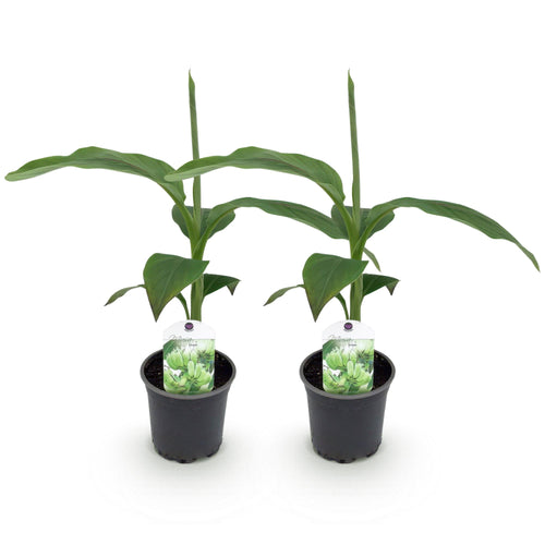 Bananenplant Musa Basjoo, 30 cm hoog, detail van het blad