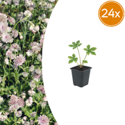 Astrantia major