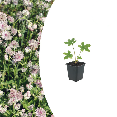 Astrantia major, detail van het blad