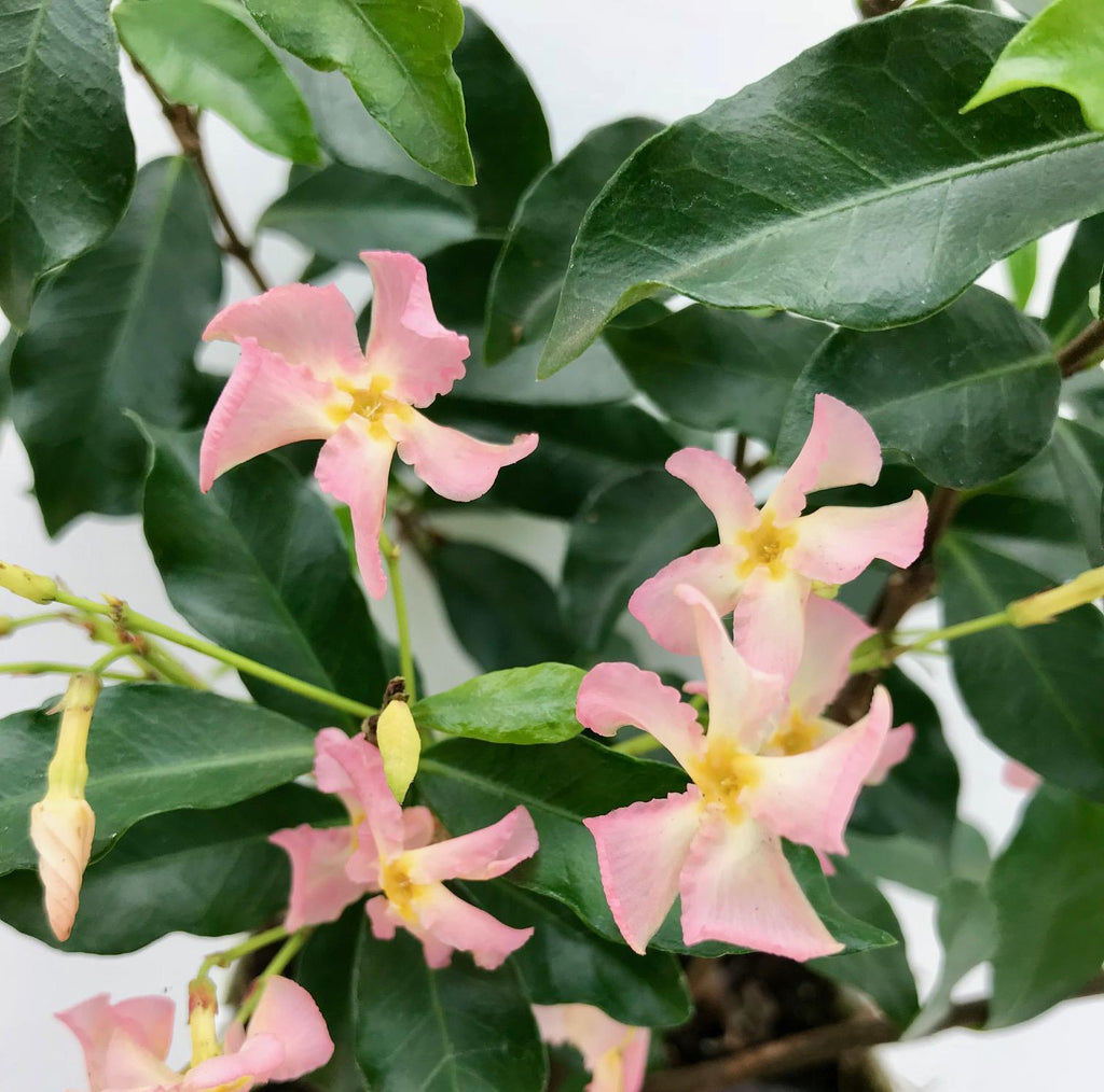 Detailfoto van Trachelospermum 'Star of Ibiza' - Toscaanse Jasmijn Roze