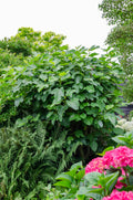 Productfoto van Ficus 'Gustissimo Perretta', glanzend ovaal blad, 30 cm hoog
