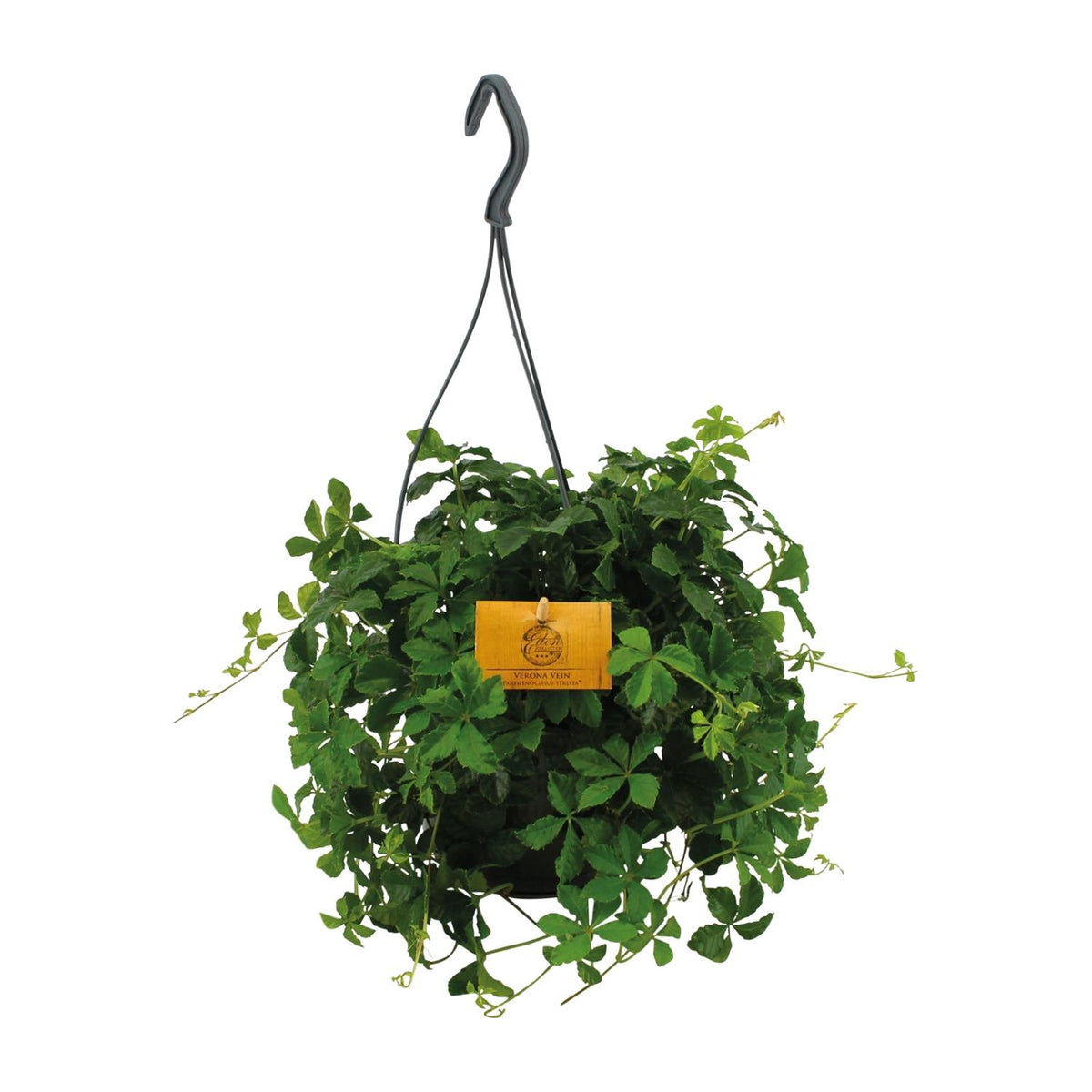 Productfoto van Parthenocissus Striatha Hang