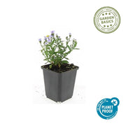 Aster (D) &