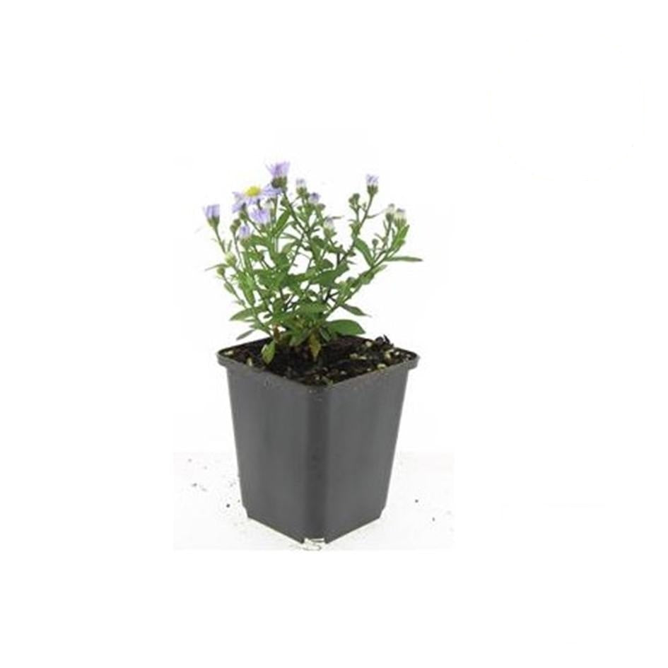 Aster (D) 'Prof. Anton Kippenberg', groene bladeren