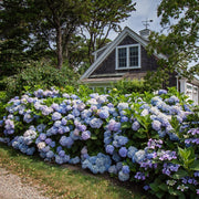 Hortensia Endless Summer The Original Blue