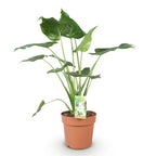 Alocasia Cucullata, kenmerkend blad