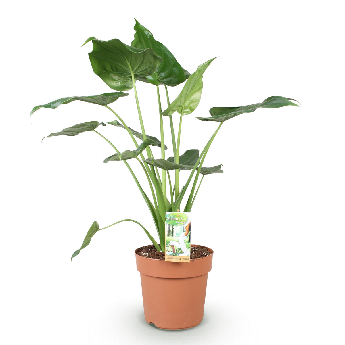 Alocasia Cucullata, kenmerkend blad