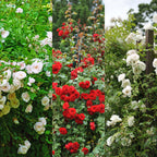 Rosa Tricolour, groene bladeren