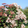 Viburnum tinus