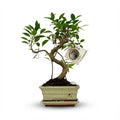 Bonsai S vorm Boom, detail van het blad