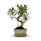 Bonsai S vorm Boom, detail van het blad