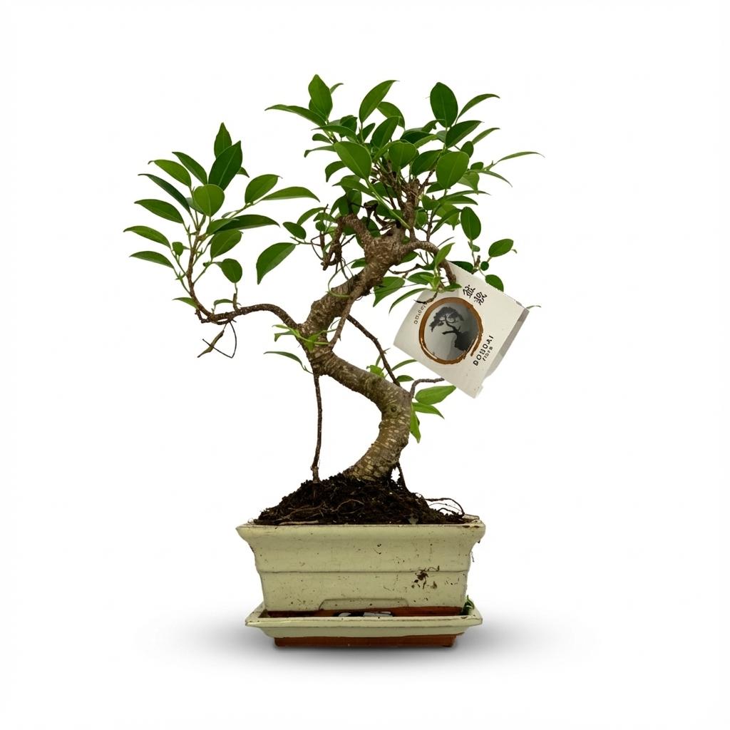 Bonsai S vorm Boom, detail van het blad