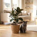 Rubberplant - Ficus Elastica Cloe met Mand, kenmerkend blad