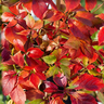 Parthenocissus quinquefolia 'Engelmannii', wilde wingerd