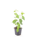 Cornus sang. 'Midwinter Fire', 15 cm hoog, sierlijke plant