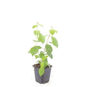24x Cornus sang. &