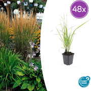 Calamagrostis acut. &