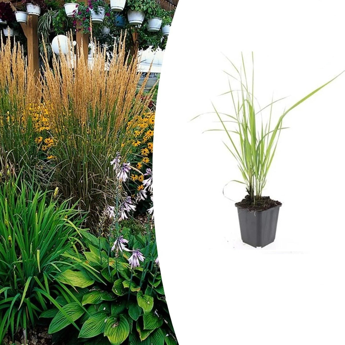 Calamagrostis acut. 'Karl Foerster', detail van het blad