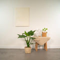 Productfoto van Alocasia Cucullata