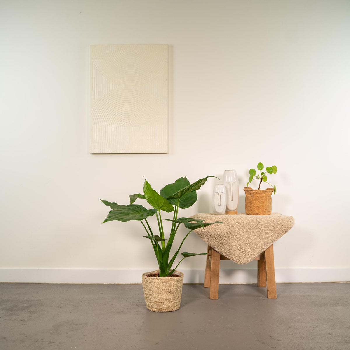 Productfoto van Alocasia Cucullata