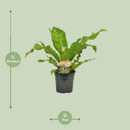 Detailfoto van Asplenium Nidus