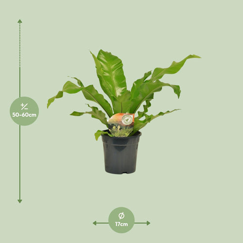 Detailfoto van Asplenium Nidus