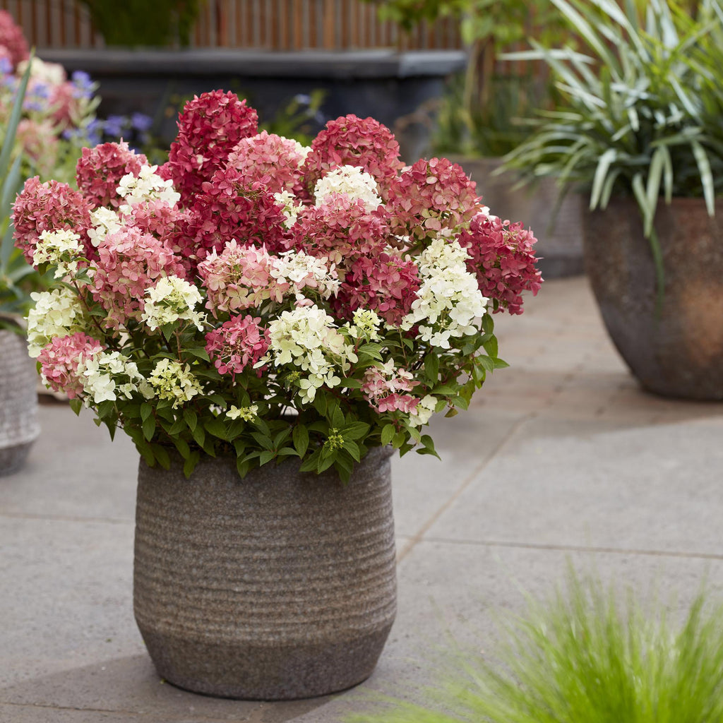 Hydrangea panniculata Groundbreaker Ruby, groene bladeren