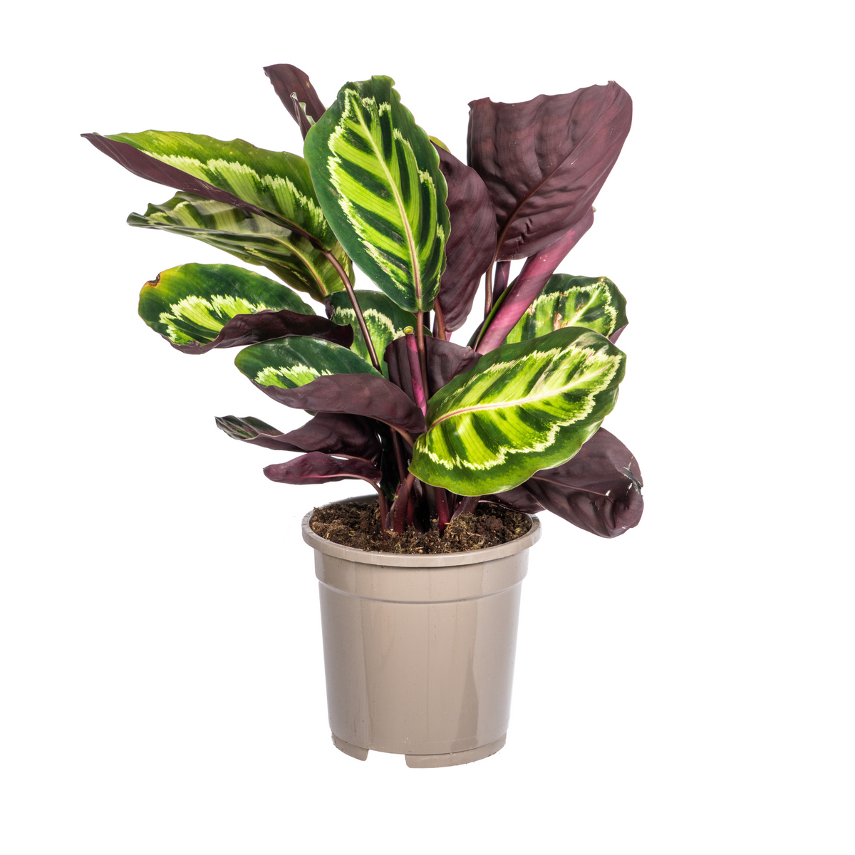 Calathea Roseopicta, plant in pot