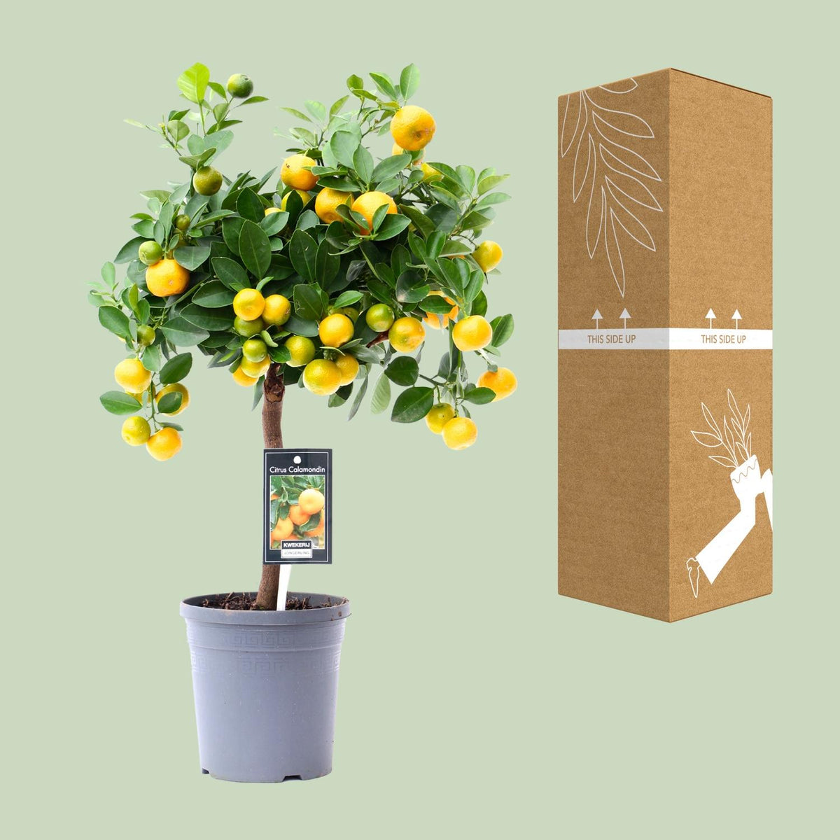 Citrus Calamondin, groene bladeren