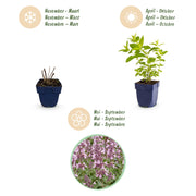 3x Nepeta sib. Wild Orchid - Kattenkruid