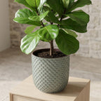 Plantenpot met reliëf, keramiek in saliegroen, Ø13,5 cm, groeiwijze van de plant