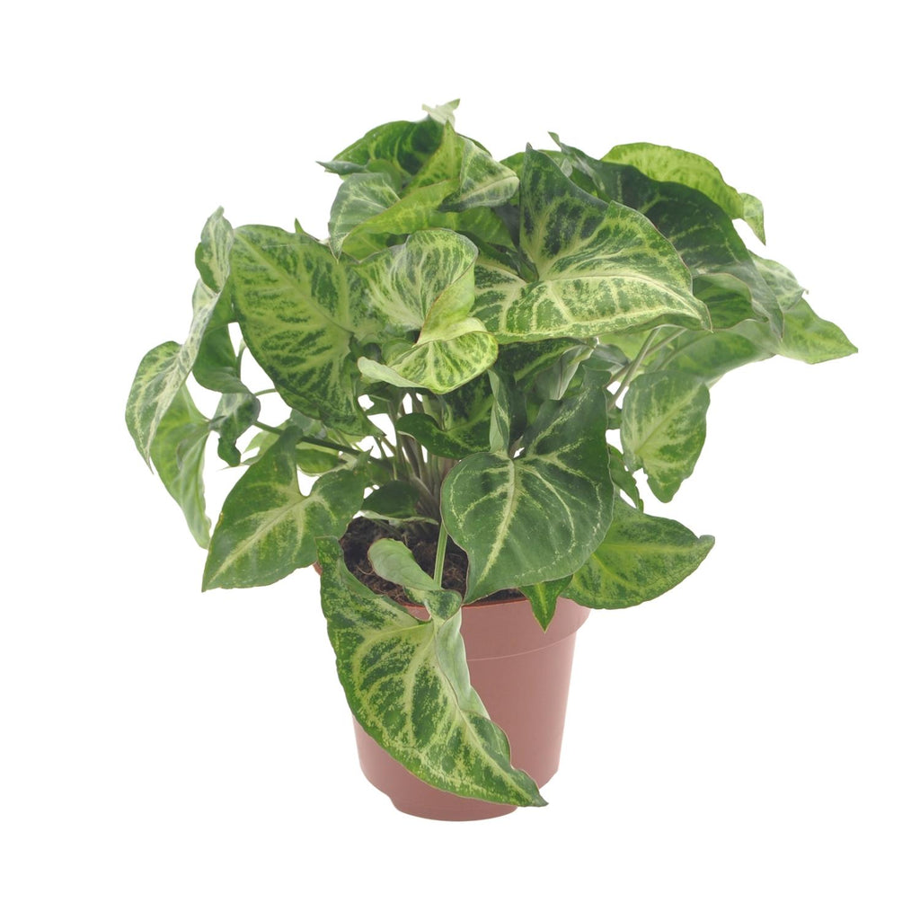 Productfoto van Syngonium Arrow