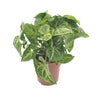 Syngonium Arrow
