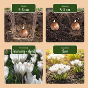 Witte krokus bloembollen, Crocus White, foto 4