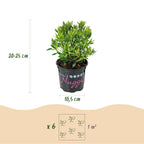 Bloeiende buxusvervanger Bloombux Light Pink, 20 cm hoog, groene bladeren