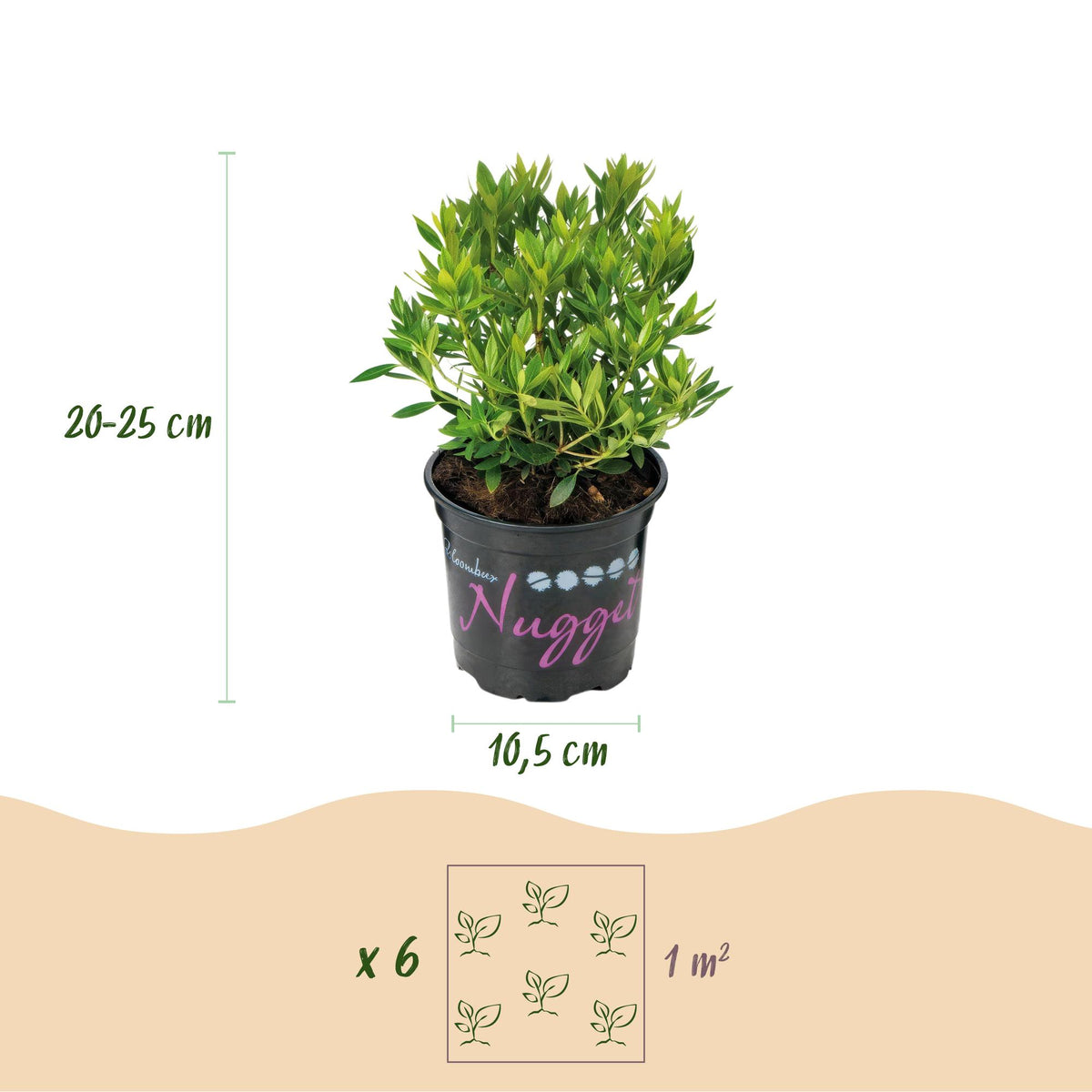 Bloeiende buxusvervanger Bloombux Light Pink, 20 cm hoog, groene bladeren