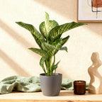 Diefenbachia Tropic Snow, plant in pot