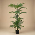 Palm Phoenix, plant in pot