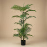 Palm Phoenix