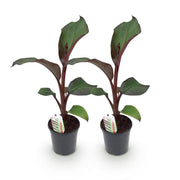 Bananenplant Ensete ventricosum Maurelli, 40 cm hoog