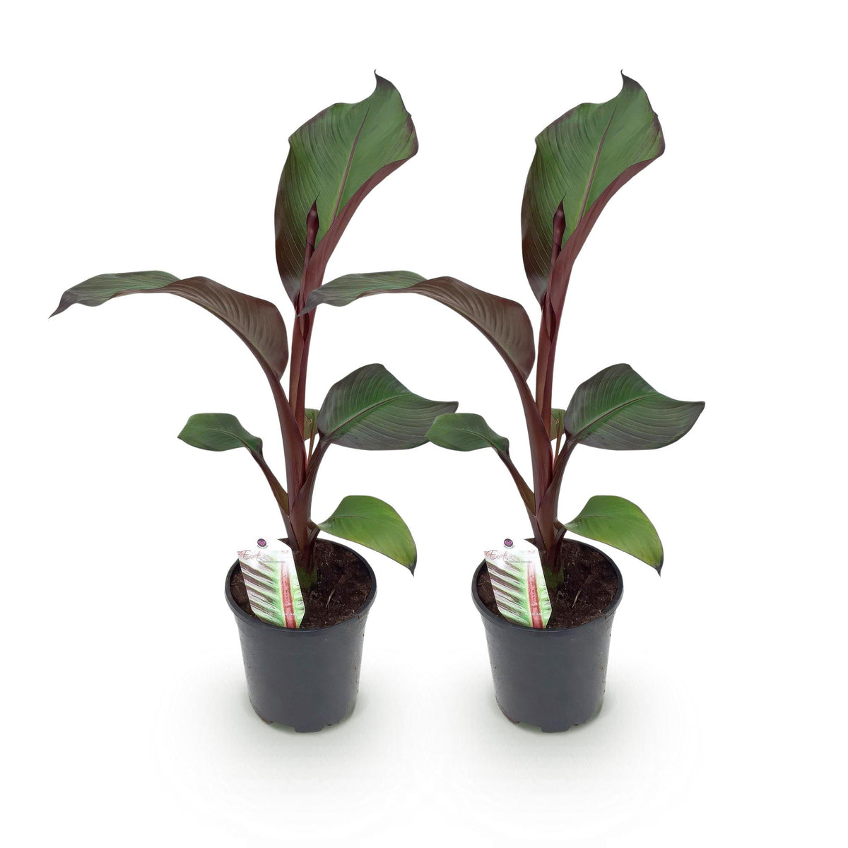 Bananenplant Ensete ventricosum Maurelli, 40 cm hoog, detail van het blad
