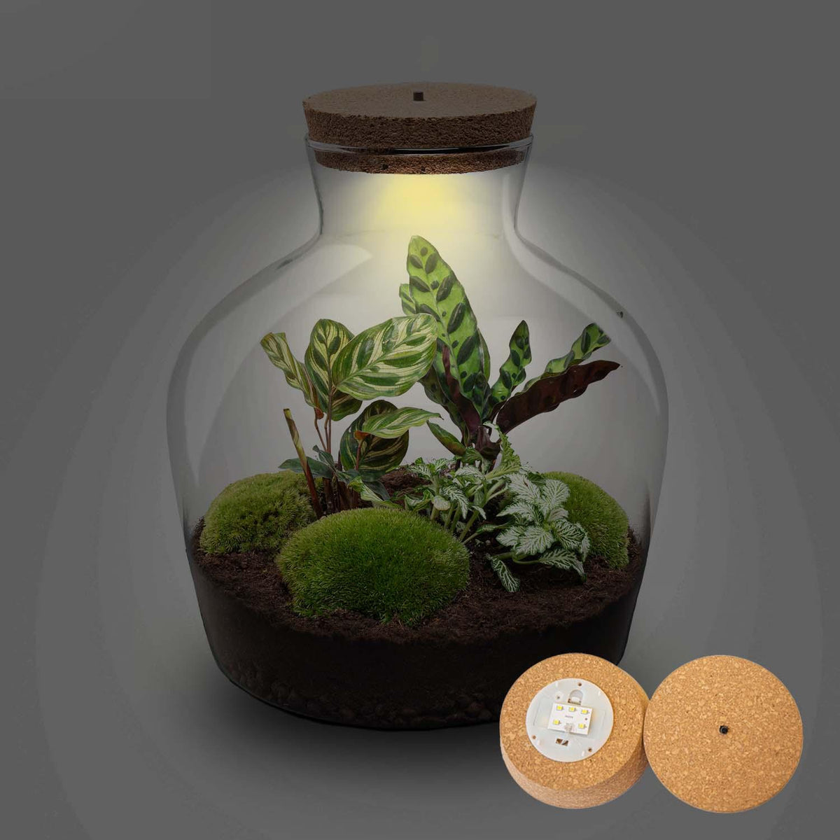 Detailfoto van DIY terrarium Fat Joe met licht, zonder gereedschap