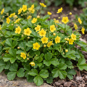 Waldsteinia ternata - goudaardbei