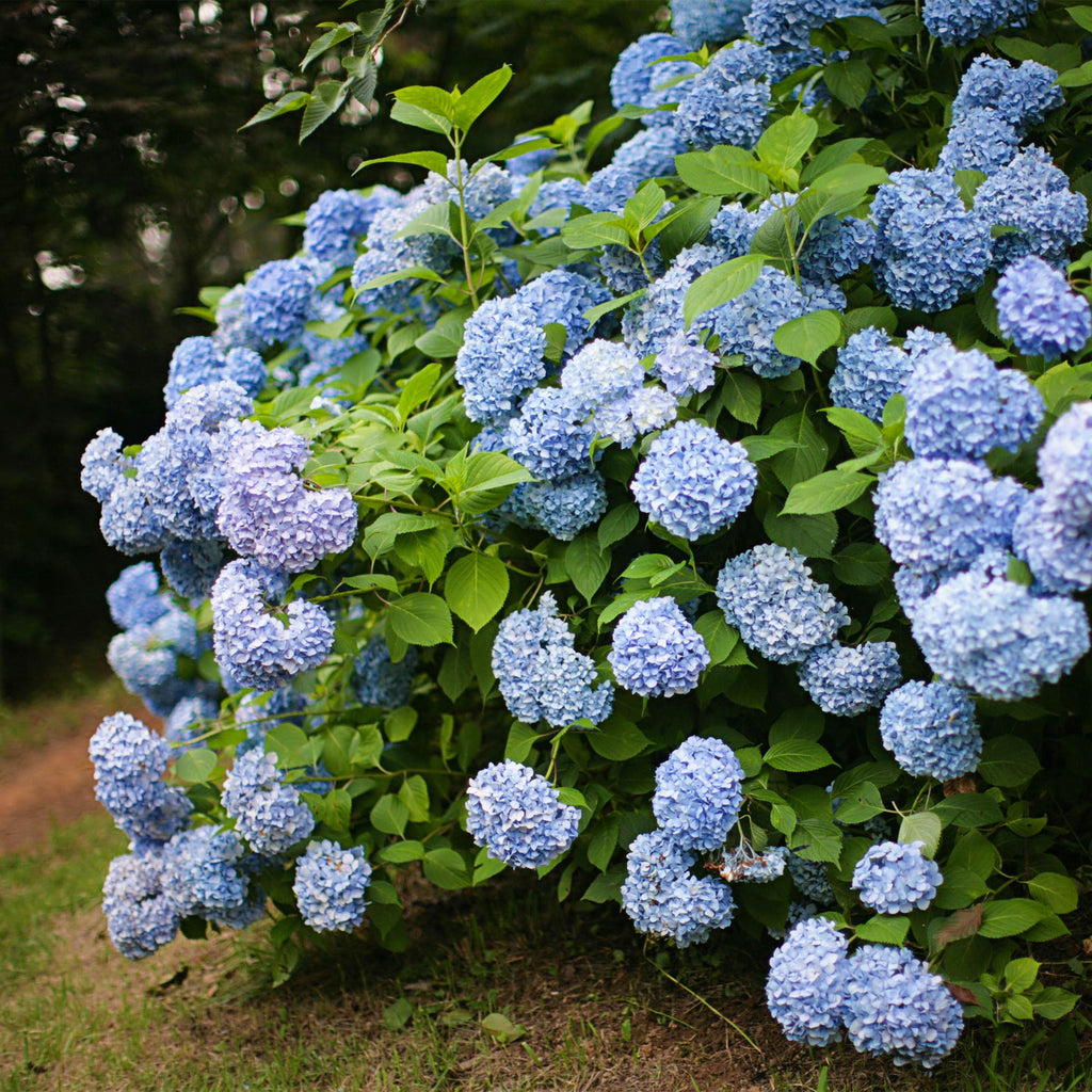 Hydrangea macrophylla Blue, 30 cm hoog, groene bladeren
