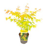Acer palmatum Orange Dream