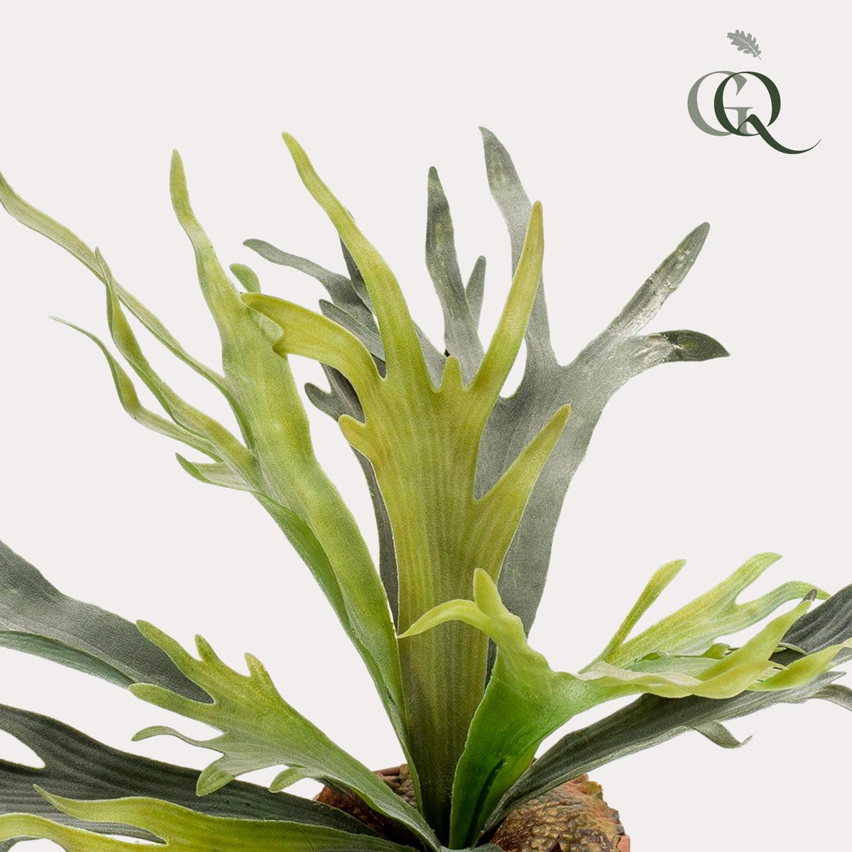 Productafbeelding van Pureplant